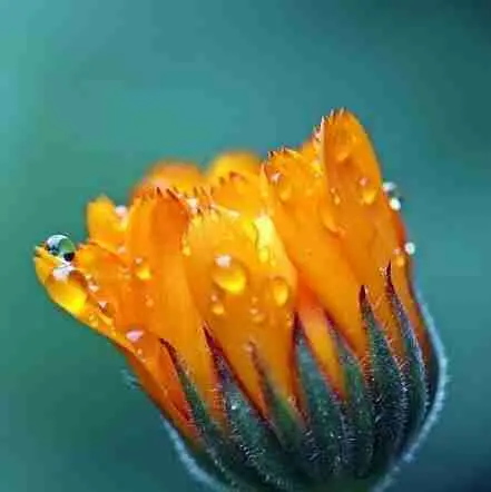 كريم آذريون للعناية بالبشرة 50 مل من مايا Maia - الصورة 2