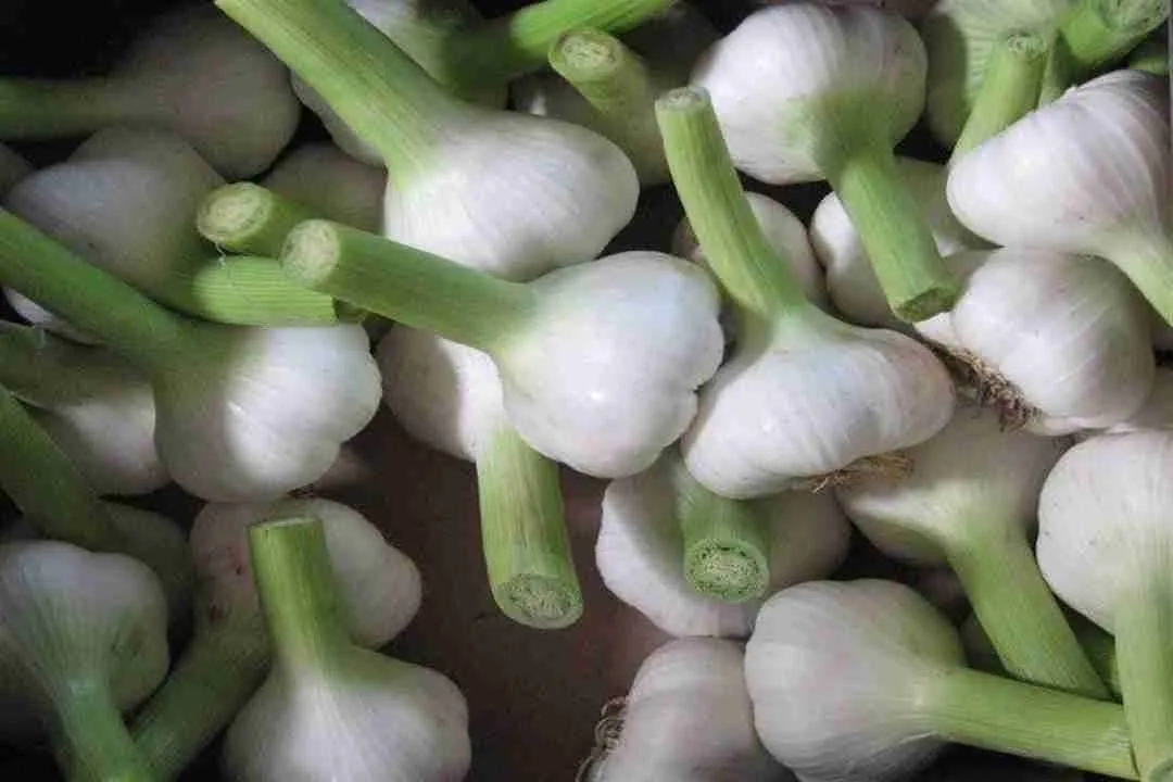 هل الثوم يؤخر القذف