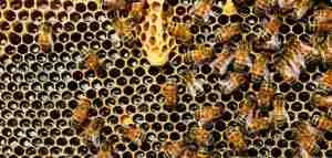 غداء ملكات النحل