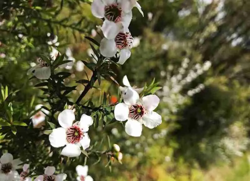 دليلك الشامل عن عسل المانوكا وفوائده المذهلة 2 دليلك الشامل عن عسل المانوكا وفوائده المذهلة