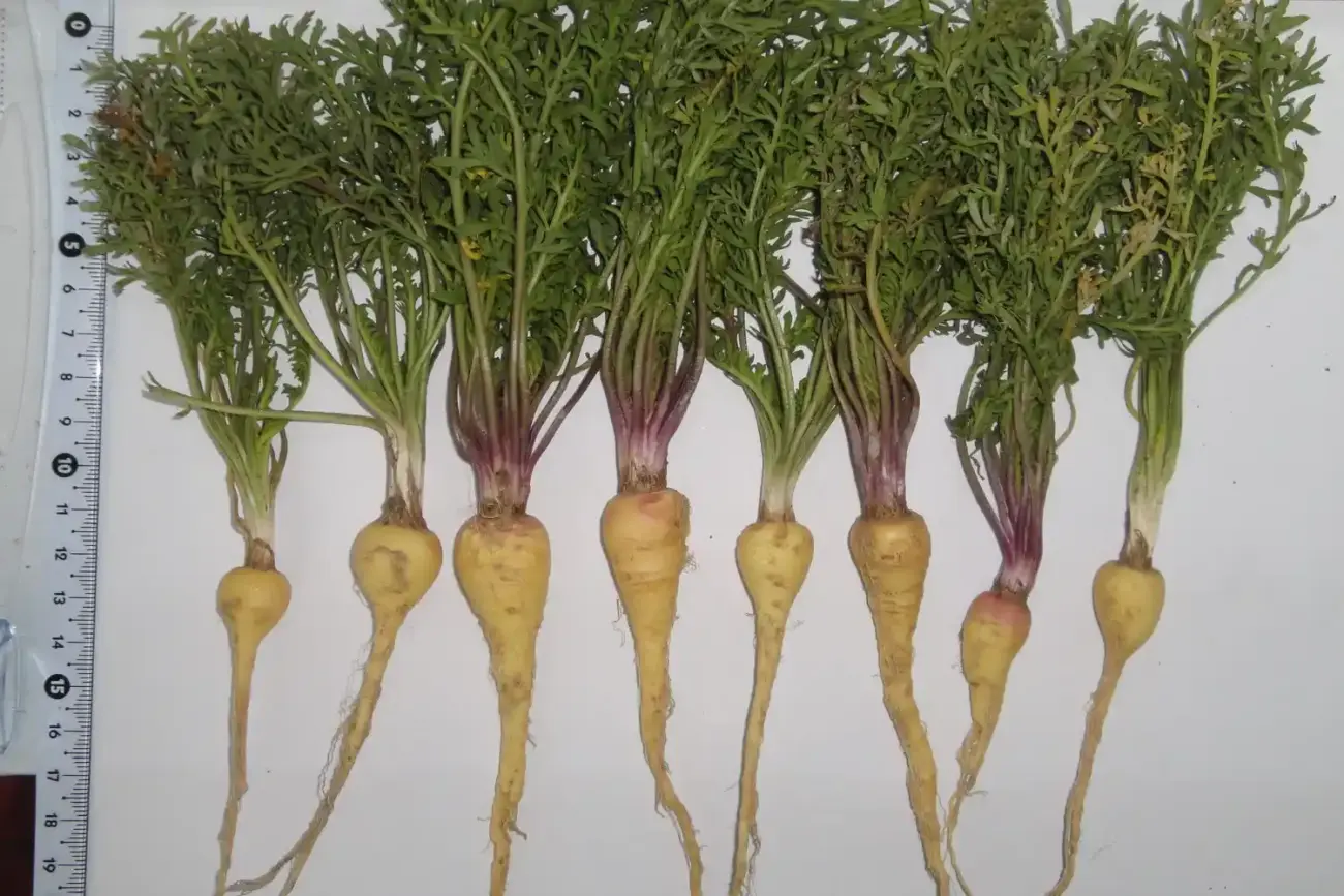 Lepidium Extract: من الماكا إلى دعم الحيوية والصحة الجنسية – مراجعة علمية مبسطة