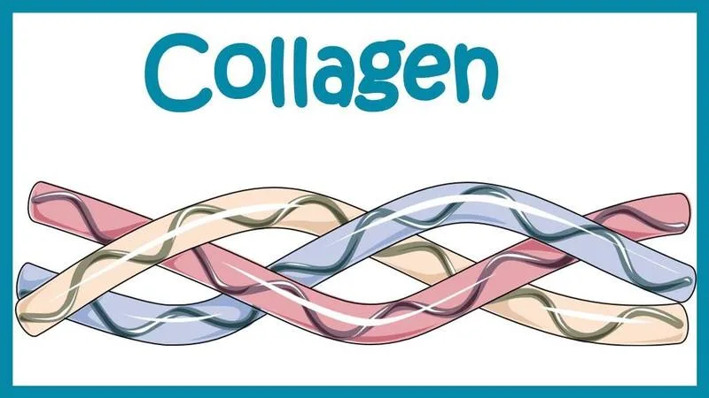 الكولاجين البحري أم الحيواني؟ دليلك لاختيار أفضل مكمل كولاجين للبشرة والمفاصل